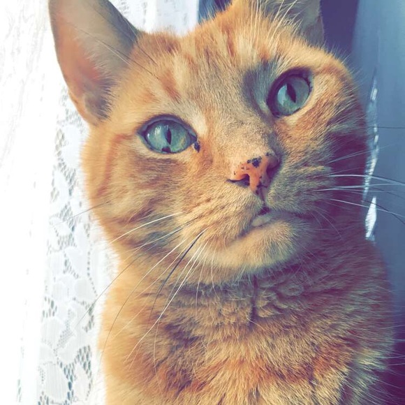 Meet your Posher, Ariah - Picture 3 of 4